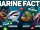 Faceless USA Marine Facts Channel: The Ultimate AI Guide!