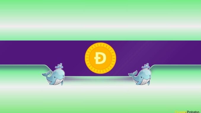 What Are Dogecoin Whales Preparing For? What Are Dogecoin Whales Preparing For?