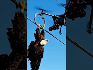 CABLE CUTTER: Aerial Drone Pilot Guides Device to Free Eagle Hanging from Power Line!  #shorts #veo3