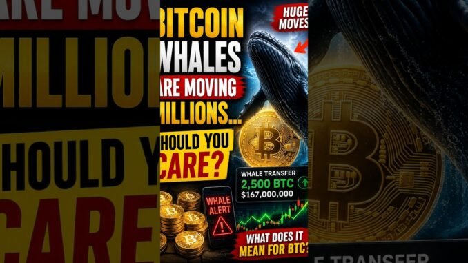 Bitcoin Whales Are Moving Millions 🚨 Should You Care? 🐋₿ #Bitcoin #shorts