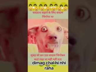 #viral #new #enjoy #trending #dog #playing #ai #news #meme #animals #flood #happily #lookinto #love