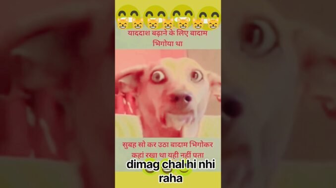 #viral #new #enjoy #trending #dog #playing #ai #news #meme #animals #flood #happily #lookinto #love